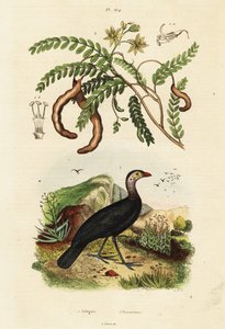 Brushturkey and tarind., 1834-1839 (kaiverrus) tekijältä Unbekannter Künstler