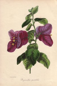 Buginvillaea spectabilis (La bougainvillee tai bougainvillee). Samuel Holdenin Sir Joseph Paxtonille piirtämä käsinvärilitografia, "Magazine of Botany", Lontoo, W.S. Orr. tekijältä Unbekannter Künstler