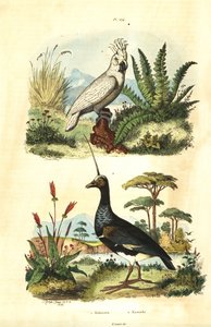 Gale Cockatoo, rikkiharjakakadu ja Horned Screamer, Horned Anhima Kakatoes ja Kamichi tekijältä Unbekannt