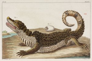 Caiman ja hänen vauvansa tekijältä Unbekannt