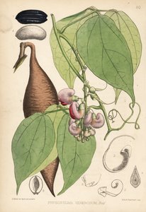 Calabar-papu tai ordeal-papu. Physostigma venenosum. Hanhartin käsin tekemä värillinen litografia David Blairin kasvitieteellisen kuvituksen mukaan Robert Bentleyn ja Henry Trimenin teoksesta Medicinal Plants, Lontoo. tekijältä Unbekannter Künstler