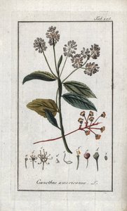 Kalifornian syreenit (Ceanothus americanus). Litografia Johannes Zornin (1739-1799) teoksesta "Afbeelding der Artseny-Gewassen", Alankomaat. tekijältä Unbekannter Künstler