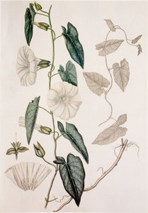 Calystegia sepium/Convolvulus sepium/Hedge Bedding tekijältä Unbekannt