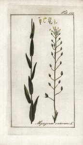 Cameline eli pellava basard tai seesami Saksasta (Camelina sativa). Liitoskuva Johannes Zornin (1739-1799) teoksesta "Afbeelding der Artseny-Gewassen", Alankomaat. tekijältä Unbekannter Künstler