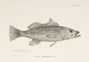 Camotillo, Tyynimeri, n. 1832-1836 tekijältä Unbekannter Künstler