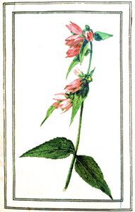 Campanula yleinen tekijältä Unbekannter Künstler
