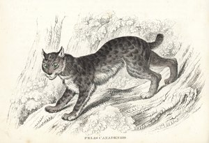 Kanadan ilves, Lynx canadensis (Felis canadensis). Käsinväritetty litografia Georg Friedrich Treitschken luonnontieteellisestä galleriasta, Naturhistorischer Bildersaal des Thierreiches, Liepzig-1842. tekijältä Unbekannter Künstler