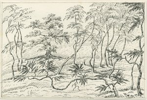 Cannock Chase: kynä- ja lyijykynäpiirustus, nd [?1800-luku] tekijältä Unbekannt
