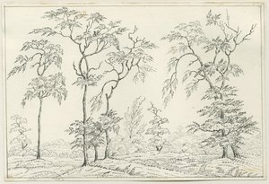 Cannock Chase: kynä- ja lyijykynäpiirustus, nd [?1800-luku] tekijältä Unbekannt