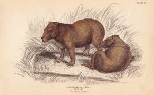 Capybara, Hydrochoerus hydrochaeris (Hydrochaerus cabiai). Lizarsin käsin värjätty teräskaiverrus Charles Hamilton Smithin kuvituksen mukaan William Jardine