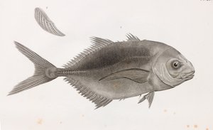 Caranx Sauteur, lähikuva tekijältä Unbekannt
