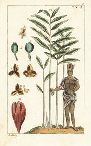 Kardemumma, Elettaria cardamomum. tekijältä Unbekannter Künstler