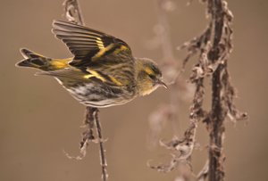 Carduelis spinus/Alder Tarin/Eurasian Siskin tekijältä William M. Timlin