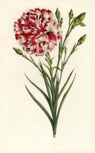 Neilikkahybridi, Louis Napoleon, Dianthus caryophyllus. Käsin väritetty litografia Louis van Houtten ja Charles Lemairen teoksesta Flowers of the Gardens and Hothouses of Europe, Flore des Serres et des Jardins de l