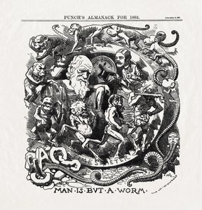 Charles Darwinin (1809-1882) evoluutioteoriaa käsittelevä pilapiirros: "Man is but a worm" (Ihminen on pelkkä mato), Punch 06/12/1881. tekijältä Unbekannter Künstler