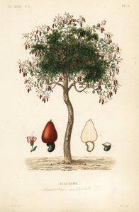Cashew- tai cashewpähkinäpuu, Anacardium occidentale, Anacarde tekijältä Unbekannt
