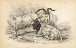 Kashmirvuohi, Capra hircus lanigera. Edinburghin kuninkaallinen yliopistomuseo ja Frederick Cuvier. Lizarsin käsin väritetty teräskaiverrus James Stewartin kuvituksen mukaan William Jardine
