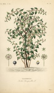 Kissan viherkoira tai catbriar, Smilax glauca, Smilax sarsaparilla, Salsepareille, Debrayn käsinvärinen teräskaiverrus Edouard Maubertin kasvitieteellisen kuvituksen mukaan Pierre Oscar Reveilistä, A tekijältä Unbekannt