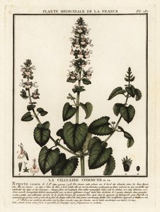 Kissanminttua, Nepeta cataria. tekijältä Unbekannter Künstler