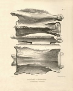 Macrauchenian kaulanikama, esihistoriallisen eläimen, jonka Charles Darwin löysi tutkimusmatkallaan Beaglella. Kapteeni Fitzroyn komennossa vuosina 1832-1836 olleen H.M.S. Beaglen matkan eläintiede, muokattu ja superkirjoitettu. tekijältä Unbekannter Künstler