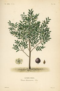 Kirsikkalaakeripuu tai englantilainen laakeripuu, Prunus laurocerasus, Cerasus laurocerasus, Laurier-cerise tekijältä Unbekannt