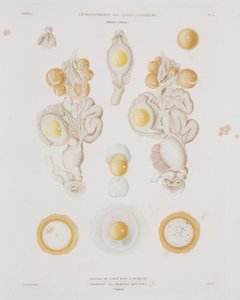 Kananmuna munanjohtimessa, n. 1847-1859 tekijältä Unbekannt