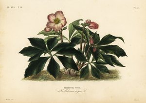 Jouluruusu tai musta hellebore, Helleborus niger, Hellebore noir tekijältä Unbekannt