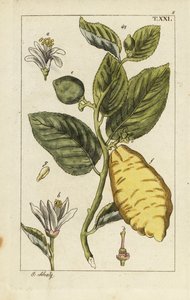 Sitruuna, jossa näkyy hedelmiä, lehtiä ja kukkia, Citrus medica. tekijältä Unbekannter Künstler