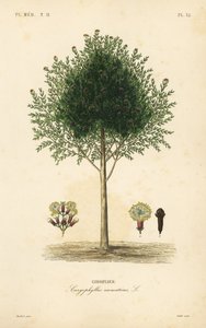 Neilikkapuu, Syzygium aromaticum, Caryophyllus aromaticus, Giroflier tekijältä Unbekannt