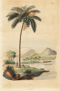 Kookospuu, Cocos nucifera tekijältä Unbekannt