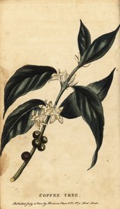 Kahvipuu, Coffea arabica. ,1800 (kaiverrus) tekijältä Unbekannter Künstler