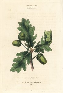 Yleinen brittiläinen tammi, Quercus robur. Käsin väritetty kuparipiirros Richard Duppan kuvituksen mukaan teoksesta The Clours and Orders of the Linnaean System of Botany, Longman, Hurst, Lontoo. tekijältä Unbekannter Künstler