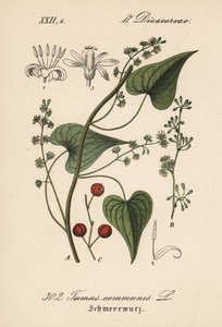Yhteinen kuljettaja tai ruoho pahoinpidellyille naisille - Musta bryony, Tamus communis. Käsin väritetty litografia Diederich von Schlechtendalin teoksesta Saksan kasvisto (Flora von Deutschland), Jena. tekijältä Unbekannter Künstler