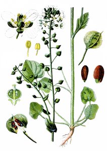 Yleinen keltarauharuoho, Cochlearia officinalis, Cochlearia officinalis tekijältä Unbekannter Künstler