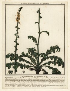Tavallinen maatalous, Agrimonia eupatoria. tekijältä Unbekannter Künstler