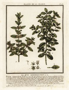 Yhteinen laatikko, Buxus sempervirens. tekijältä Unbekannter Künstler