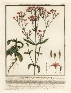 Tavallinen centaury. Centaurium erythraea. tekijältä Unbekannter Künstler