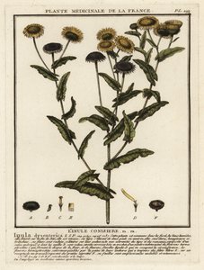 Harvinainen fleabane, Pulicaria dysenterica. tekijältä Unbekannter Künstler