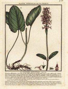Harvinainen hedgenokka, Stachys officinalis. tekijältä Unbekannter Künstler
