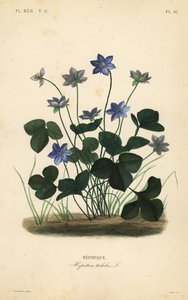 Tavallinen hepatica tai maksamato, Anemone hepatica, Hepatica triloba, Hepatique tekijältä Unbekannt