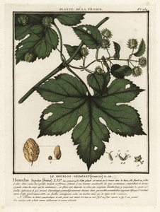 Harvinainen humala, Humulus lupulus. tekijältä Unbekannter Künstler