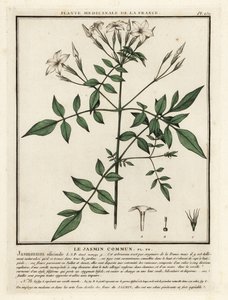 Tavallinen jasmiini, Jasminum officinale. tekijältä Unbekannter Künstler