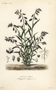 Tavallinen maitojuuri, Polygala vulgaris, Polygala commun tekijältä Unbekannt