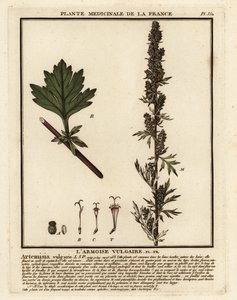 Harvinainen mukijuuri, Artemisia vulgaris. tekijältä Unbekannter Künstler