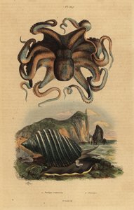 Tavallinen mustekala, Octopus vulgaris 1 ja merietana, Dicathais orbita tekijältä Unbekannt