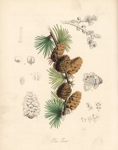 Yleinen tai eurooppalainen melassi - Valkoinen lehtikuusi, Larix decidua (Larix europaea), lehti, oksa ja käpy. C. Chabot