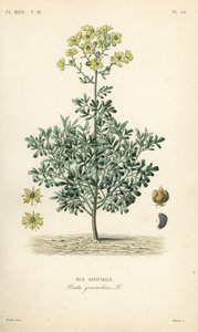 Tavallinen rue tai armonyrtti, Ruta graveolens, Rue officinale tekijältä Unbekannt