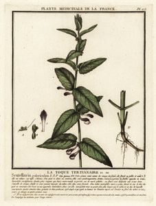 Tavallinen pääkallo, Scutellaria galericulata. tekijältä Unbekannter Künstler