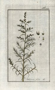 Tavallinen sooda (Salsola soda). Litografia Johannes Zornin (1739-1799) teoksesta "Afbeelding der Artseny-Gewassen", Alankomaat. tekijältä Unbekannter Künstler