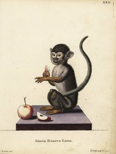 Orava-apina, Saimiri sciureus. Simia sciurea Linn. Hermann Jakob Tyroffin käsin tekemä kuparipiirros Joseph Karellin kuvituksen mukaan Johann Christian Daniel Schreberin teoksesta Animal Illustrations after Nature, or Schreber
